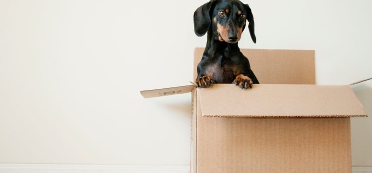 Beyond Boxes: Packing Materials You May Need for your Move